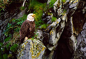 BRD 02 NE0009 01
Bald Eagle Perching On Cliff Alaska