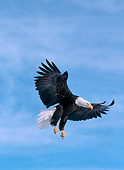 BRD 02 NE0013 01
Bald Eagle Flying Blue Sky Alaska
