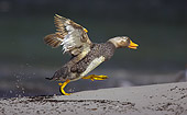 BRD 03 WF0001 01
Falkland Flightless Steamerduck Male Chasing Female