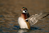 BRD 03 DB0018 01
Wood Duck Drake Flapping Wings On Water