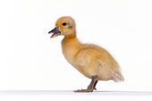 BRD 03 RK0002 07
Duckling Standing On White Seamless