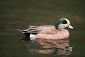 BRD 03 RK0020 03
Wigeon Duck Swimming In Water