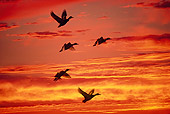 BRD 03 RK0049 07
A Flock Of Mallard Ducks In Flight Sunset