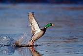 BRD 03 TL0006 01
Mallard Duck In Flight