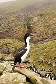BRD 04 MC0003 01
King Cormorants Standing On Cliffs In Falkland Islands