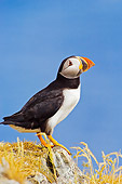 BRD 04 TK0007 01
Atlantic Puffin Standing On Rock