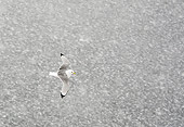 BRD 04 WF0014 01
Black-Legged Kittiwake In Flight Through Falling Snow