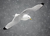 BRD 04 WF0015 01
Black-Legged Kittiwake In Flight Through Falling Snow
