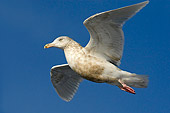 BRD 04 WF0016 01
Young Glaucous Gull In Flight