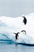 BRD 05 SK0004 01
Gentoo Penguins Leaping Onto Glacial Ice From Ocean Antarctica