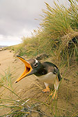 BRD 05 SK0039 01
Gentoo Penguin Standing On Beach Falkland Islands South Atlantic Ocean
