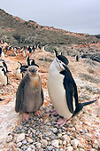 BRD 05 SK0042 01
Chinstrap Penguin Adult And Chick Huddling On Rock South Shetland Islands Antarctica