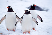 BRD 05 TL0018 01
Three Gentoo Penguins Walking On Snow Toward Camera In Antarctica