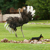 BRD 06 JE0001 01
Ostrich Chasing Dog On Grass