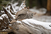 BRD 07 RF0023 01
Great Grey Owl Flying In Forest