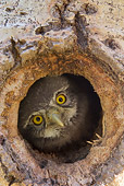 BRD 07 NE0017 01
Northern Pygmy Owl Peeking Out Of Hole In Hollow Tree