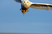 BRD 07 SK0005 01
Snowy Owl Flying Over Tundra In Summer Alaska