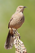 BRD 13 MC0011 01
Curve-Billed Thrasher Perched On Wood Post Arizona