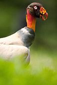 BRD 13 MC0012 01
Portrait Of King Vulture Costa Rica