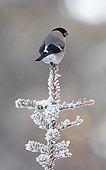 BRD 13 WF0053 01
Eurasian Bullfinch Female Perched On Snowy Spruce