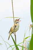 BRD 13 WF0055 01
Portrait Of Great Reed Warbler Male Singing