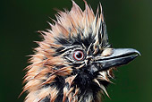 BRD 13 WF0057 01
Head Shot Of Wet Eurasian Jay In Dark