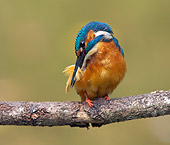 BRD 13 WF0059 01
Common Kingfisher Preening Feathers