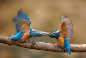 BRD 13 WF0060 01
Common Kingfisher Adult Feeding Young On Branch