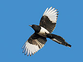 BRD 13 WF0063 01
Common Magpie In Flight Against Blue Sky