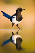 BRD 13 WF0064 01
Common Magpie Standing By Edge Of Water With Reflection