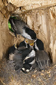 BRD 13 NE0002 01
Black-Capped Chickadee Adult Feeding Chicks In Nest In Hollow Tree