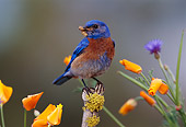 BRD 13 TL0025 01
Male Western Bluebird With Worm On Flower