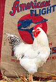 BRD 14 LS0034 01
Profile Of Delaware Rooster Standing On Hay