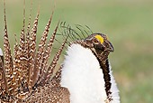 BRD 19 RF0008 01
Head Shot Of Male Sage Grouse Standing In Field Doing Courting Display