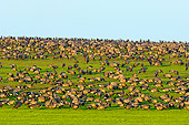 BRD 20 TL0001 01
Flock Of Canada Geese Grazing On Grass Hill