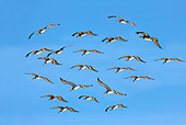 BRD 22 JE0001 01
Flock Of Pelicans Flying In Blue Sky South America