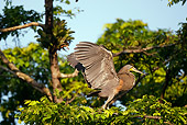 BRD 23 MC0001 01
Bare-Throated Tiger Heron Perched In Tree Costa Rica