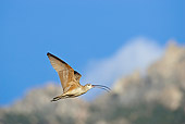 BRD 30 RF0004 01
Long-Billed Curlew Flying In Blue Sky