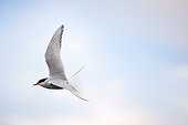 BRD 30 SK0008 01
Arctic Tern Flying