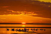 BRD 30 SK0010 01
Flock Of Seagulls Wading At Sunset
