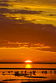 BRD 30 SK0011 01
Flock Of Seagulls Wading At Sunset