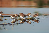 BRD 30 RK0018 01
A Flock Of Plovers Standing On Water