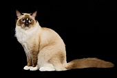 CAT 01 JE0026 01
Ragdoll Cat Sitting On Black Seamless