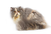 CAT 01 JE0027 01
Persian Cat Crouching On White Seamless