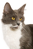 CAT 01 JE0028 01
Head Shot Of Norwegian Forest Cat Sitting On White Seamless