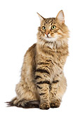 CAT 01 JE0029 01
Norwegian Forest Cat Sitting On White Seamless