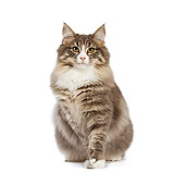 CAT 01 JE0030 01
Norwegian Forest Cat Sitting On White Seamless