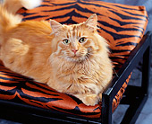 CAT 01 RK0387 01
Orange Cat Laying On Orange Tiger Stripe Chair
