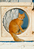 CAT 01 KH0012 01
Longhair Orange Tabby Greek Island Cat Sitting In Cement Hole