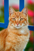 CAT 01 KH0016 01
Close-Up Of Longhair Orange Tabby Greek Island Cat Sitting By Blue Fence